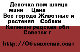 Девочка пом шпица мини  › Цена ­ 30 000 - Все города Животные и растения » Собаки   . Калининградская обл.,Советск г.